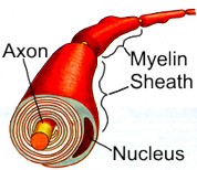 diagram of myelin cells surrounding the the axon of a nerve cell